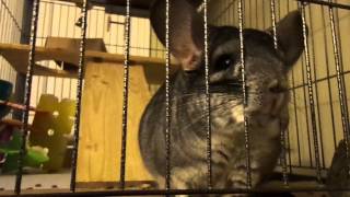 Chinchilla Sneeze [upl. by La]