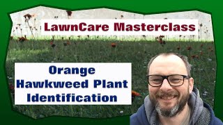 Orange Hawkweed Plant Identification [upl. by Daniala]