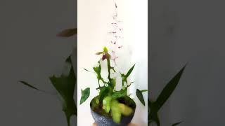 Rare orchid arrangement [upl. by Drofdeb223]