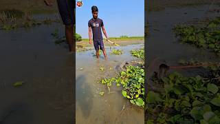 😲How to fish with arrow bowpart36 ikan busur peşte ikan shorts vairal channa [upl. by Lhadnek]