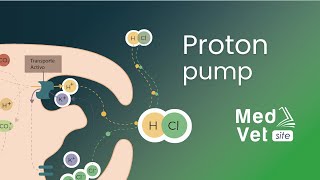 Hydrochloric Acid HCl Production Proton pump [upl. by Barbra235]