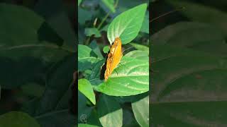 Who is this beauty 😍🫣❤️🦋 nature short butterfly [upl. by Ayatnahs]