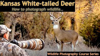 Photographing Whitetailed Deer in Kansas  Wild Photo Adventures [upl. by Paulina]