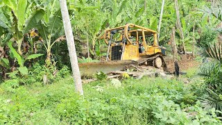 Banana Plantation Transformation Bulldozer D6R XLs Contribution to Road Construction [upl. by Shultz]