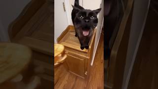 Kitten’s confusing behavior funny funnyanimls catfunny cat animals [upl. by Sasha]