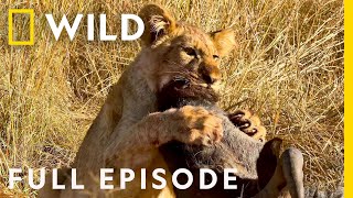 Wildlife Wars Natures Most Epic Brawls Full Episode  Animal Fight Night [upl. by Krasner529]