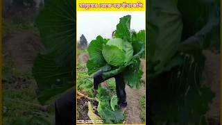 Kar Lagba Ai Badakopi farming villageagrolife agriculture fruitcrops agrivlog agriculturelife [upl. by Knutson]