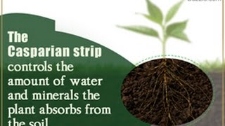Structure and Function of a Casparian Strip [upl. by Darryl]