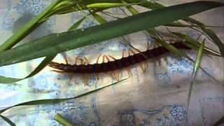 Megarian Banded Centipede in Portugalwmv [upl. by Sinnard]