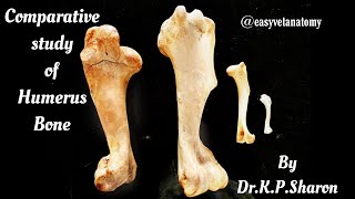 Comparative study of Humerus Bone  Veterinary Osteology  DrKPSharon Nancy Nikhila [upl. by Lareena]