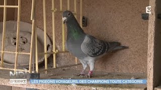 ANIMAUX amp NATURE  Les pigeons voyageurs des champions toute catégorie [upl. by Aneehta934]