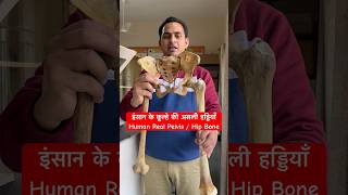 इंसान के कूल्हे की असली हड्डियाँ  Human Pelvis  Hip Bone viral trending shorts youtubeshorts [upl. by Aihsi]