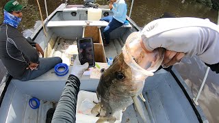 River Fishing  Mangroves Of Caroni Swamp  Snook Tarpon Snapper  Trinidad amp Tobago Caribbean [upl. by Adniram]