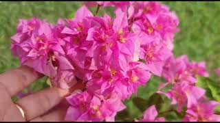 Amazing grafted bougainvilleas [upl. by Abramo528]