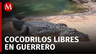 Cocodrilos sueltos en zonas turísticas de Guerrero generan alerta [upl. by Aduh]