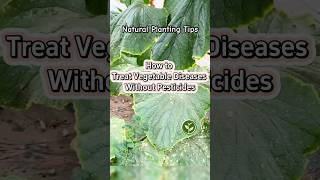 How to treat vegetables diseases without pesticides shortvideo youtubeshorts plants viralvideo [upl. by Madi]