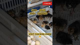 Visit Chicken Farm 500 EGGS amp 300 CHUCKS shorts chickenfarming chicken [upl. by Silvester]