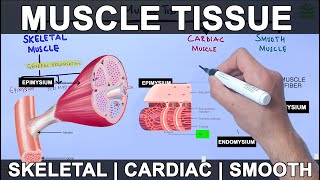 Muscle Tissue  Skeletal  Cardiac  Smooth Muscle [upl. by Faria117]