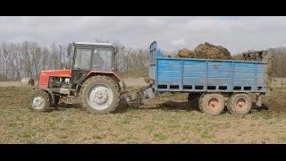 MTZ 820 Trágyaszórás  Spreading Manure  GoPro HD [upl. by Nydroj294]