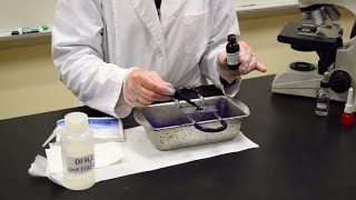 How to Perform a Simple Stain  MCCC Microbiology [upl. by Scrivenor458]