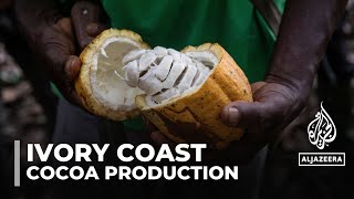 Ivory Coast cocoa production Regulator suspends fair trade certification [upl. by Aicenaj]