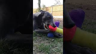 Greyhounds in the garden dog greyhound rescuedog pets funny animals [upl. by Dnamron]