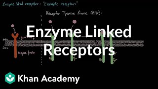 Enzyme Linked Receptors  Nervous system physiology  NCLEXRN  Khan Academy [upl. by Nnairret]