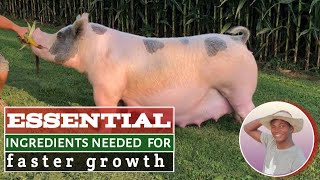 Some ESSENTIAL FEED INGREDIENTS that will make your PIG GROW faster in 2024 [upl. by Ael]