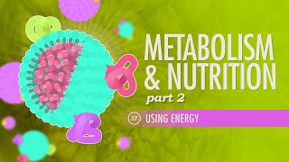 Metabolism amp Nutrition Part 2 Crash Course Anatomy amp Physiology 37 [upl. by Docilu360]