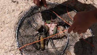 Dropnetting big yabbies with Robbie Alexander [upl. by Enyala822]