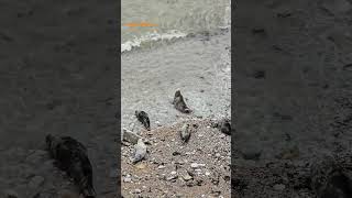 Seals relaxing on the beach in Snowdonia Llandudno Wales UK [upl. by Karel]