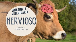 ANATOMIA DEL SISTEMA NERVIOSO  VETERINARIA  Parte 1 [upl. by Annehcu]