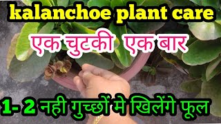 kalanchoe plant care  kalanchoe plant propagation  kalanchoe plant ki cutting kaise lagaye [upl. by Navarro]