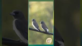 Aerial Beauties Whitebreasted Woodswallows  Yirrgandji Country [upl. by Erreid]