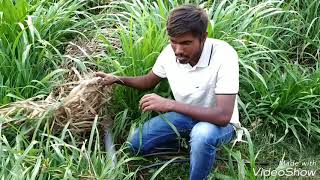 Drip Irrigation system in India Karnataka  Future Irrigation system  DripIrrigationIndia  Drip [upl. by Yrrek]