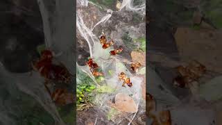 Baby TARANTULAs SWARM and SHARE Cockroach CARCASS  🪳 shorts [upl. by Ruthy]