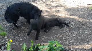 German Groenendael puppies playingresting [upl. by Amand906]