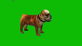 Bull Dog green screen 4K pets bulldog viralreelsvideo [upl. by Ldnek]