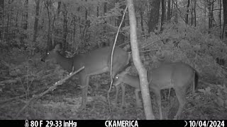 Whitetail Deer and Coyotes trailcamera whitetaildeer coyotes CKAMERICA [upl. by Raasch]