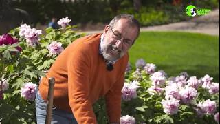 Strauchpfingstrosen pflanzen  Gartentipps von Volker Kugel  wwwgrünzeugtv [upl. by Loredana]