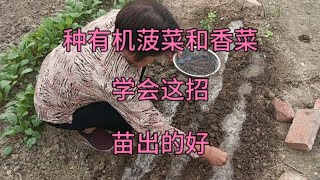 种有机菠菜和香菜，学会这招，苗出的好口感好不黄叶 [upl. by Brody]