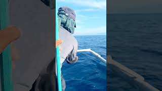 Skipjack tuna NCOMTV skipjacktuna shortvideo viralvideo shorts [upl. by Aioj496]