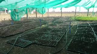 Micro sprinkler irrigation in Ginger Nursery [upl. by Llenrod]