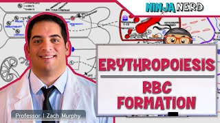 Hematology  Erythropoiesis Red Blood Cell Formation Part 1 [upl. by Ynaitirb210]