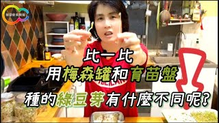 比一比 用梅森罐和育苗盤種的綠豆芽有什麼不同呢｜玩聚家生活館 [upl. by Avruch]