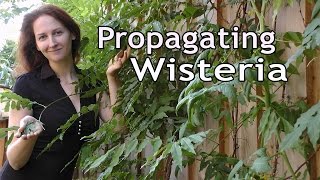 Propagating Wisteria How to Grow a Beautiful Garden with Scarlett [upl. by Gaige]