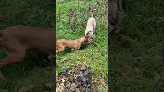 ferreting hunting rabbiting lurcher huntinguk workingdogs fieldsports ferrets rabbithunting [upl. by Rusticus]