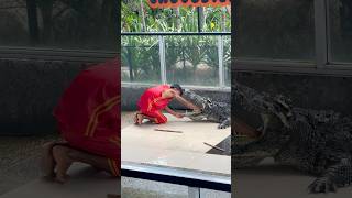 Guy Puts Hand Down Crocodile’s Throat in Phuket Thailand shorts crocodile crazy show phuket [upl. by Channing]