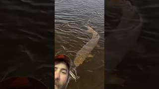 World Class Musky 🎣 musky giant wisconsin fishing adventure topwater [upl. by Ayhay]