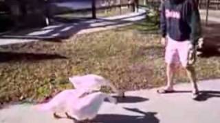 Goose attack When men and dogs are targeted [upl. by Ardys]